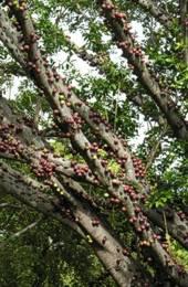 Ficus sansibarica fruiting spurs