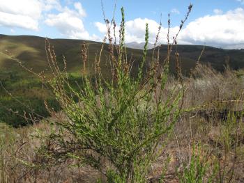 Freylinia longiflora, in habitat (Nick Helme, iSpot)