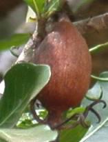 Fruit showing persistant calyx lobes which resemble horns