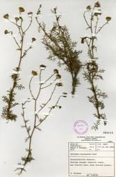 G. bipinnatum herbarium specimen