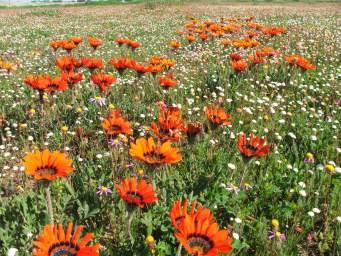 Gazania krebsiana