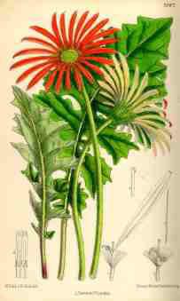 First illustration of Gerbera jamesonii in the Botanical Magazine 1889