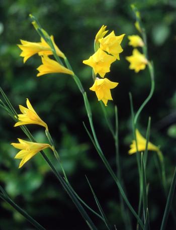 Gladiolus aureus showing leaves and spikes (Graham Duncan)