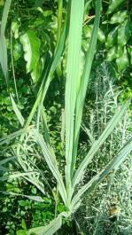 Gladiolus dalenii leaves