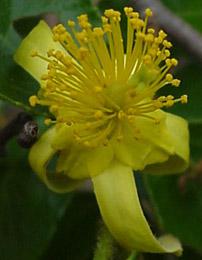 Flowers.  Copyright Geoff Nichols
