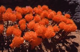 Haemanthus crispus (Colin Paterson-Jones)