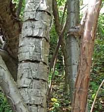 Bark