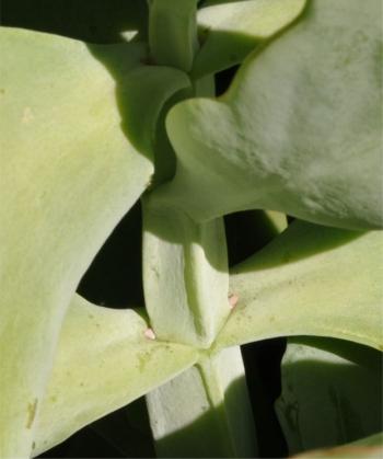Square stems of Kalanchoe longiflora