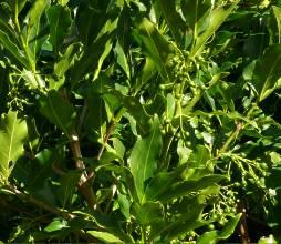 Kraussia floribunda foliage