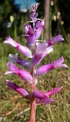 Lachenalia orchioides var. glaucina