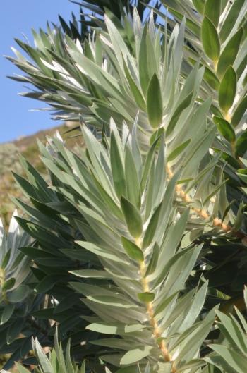 5 Seeds Leucadendron argenteum Silver Tree
