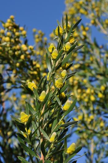 Leucadendron macowanii, male plant in flower.