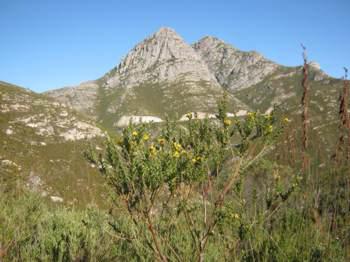 Growing in habitat.  Image Outramps
