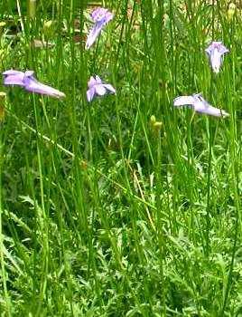 Lobelia coronopifolia