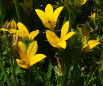 Flowers leaves and seedheads