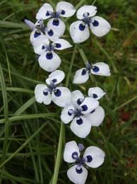 Moraea aristata naturalised in buffalo grass