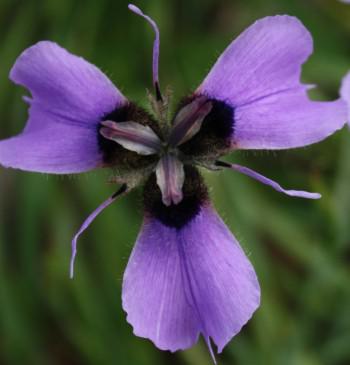 Moraea loubseri