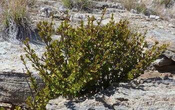 Myrothamnus flabellifolius. Image Alex Dreyer