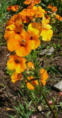 Nemesia strumosa