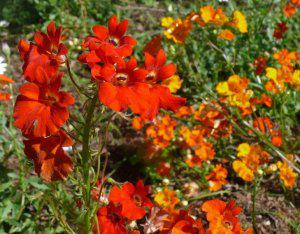 Orange-red range of colours