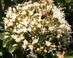 Bee pollinating Nuxia congesta flowers