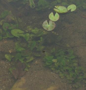 Seedlings of Nymphaea nouchali var. caerulea