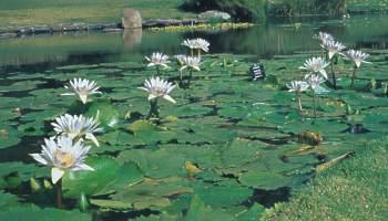 Water lilies in the pond at Kirstenbosch