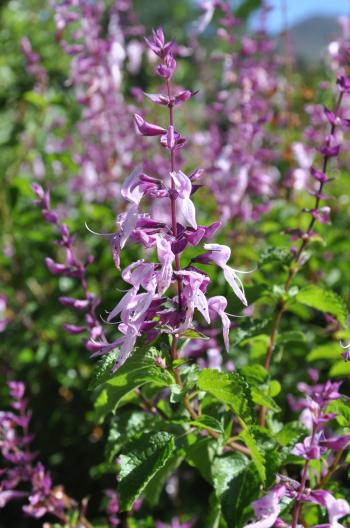 Ocimum labiatum