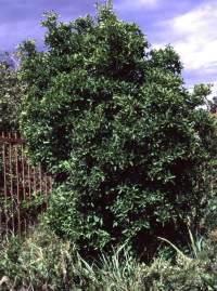 Pavetta gardeniifolia