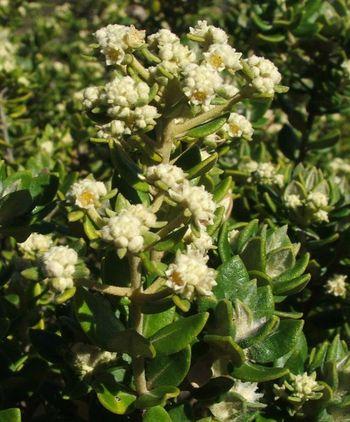 Phylica buxifolia, in flower. (Alice Notten)