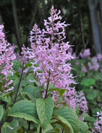 Plectranthus ecklonii 'Erma'