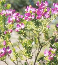 Polygala myrtifolia
