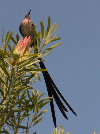 A Cape Sugarbird on a Protea repens bush (Petra de Abreu)