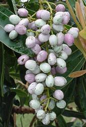 P. longifolia mature fruit  © Geoff Nichols