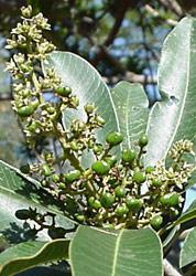 P. longifolia young fruit  © Geoff Nichols