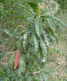P. longifolia shoots  © Geoff Nichols