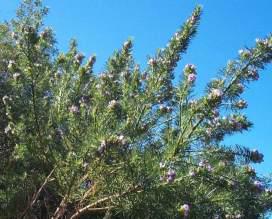 Psoralea Pinnata