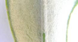 Pyrrosia hairs