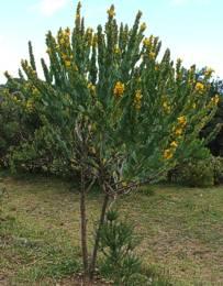Rafnia triflora shrub