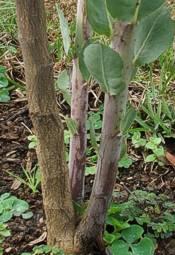 Rafnia triflora stems