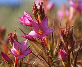 Roridula gorgonias flowerheads