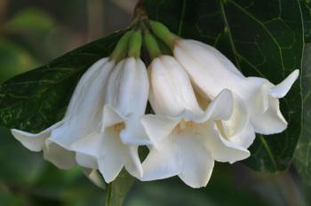 Bell shaped flowers