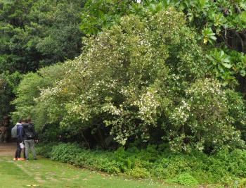 Rothmannia globosa in Kirstenbosch 