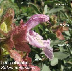Bee pollinated salvia flower
