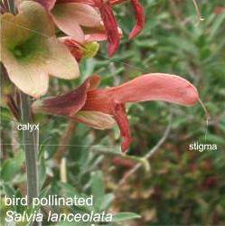 Bird pollinated salvia flower