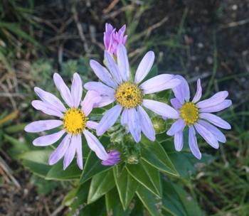 Senecio speciosissimus flowers