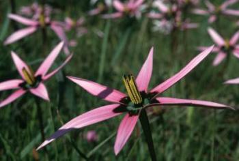 Spiloxene capensis.  Photo C. Paterson-Jones
