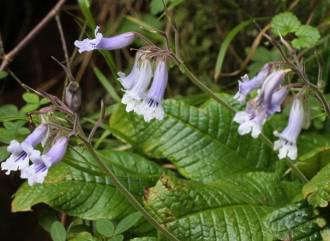 Streptocarpus fanniniae © D.Styles 