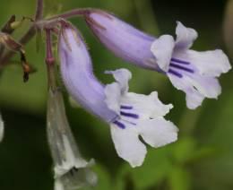 Streptocarpus fanniniae inflorescences © D.Styles