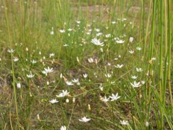 In flower
